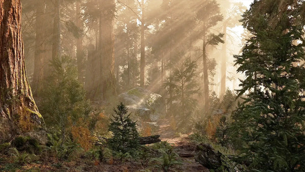 Modular Forest - Day